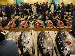 Tsukiji Fishmarket, Tōkyō